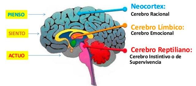 El Cerebro Triuno